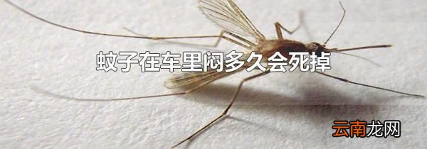 蚊子在车里闷多久会死掉