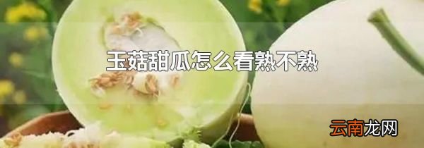 玉菇甜瓜怎么看熟不熟