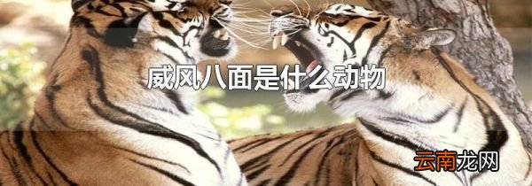 威风八面是什么动物