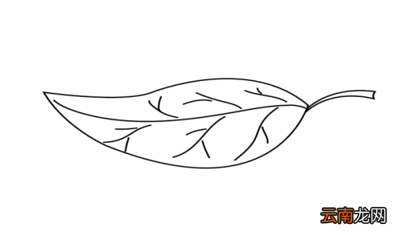 叶子简笔画 叶子简笔画怎么画