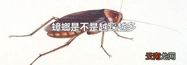 蟑螂是不是越踩越多