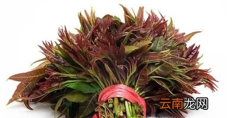 怎么分辨香椿头和臭椿头的区别