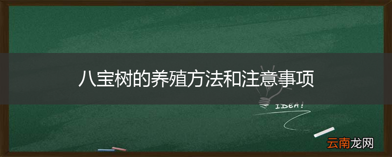八宝树的养殖方法和注意事项