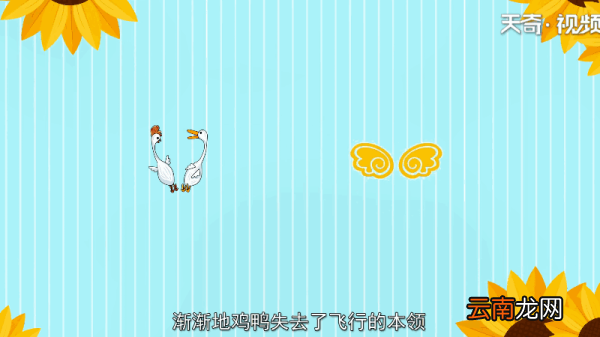 鸡鸭为什么飞不高 鸡鸭为何飞不高
