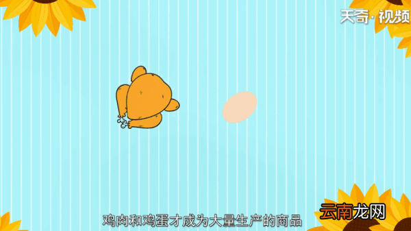鸡鸭为什么飞不高 鸡鸭为何飞不高