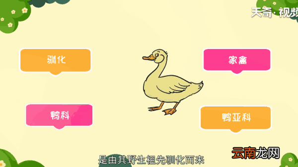 鸡鸭为什么飞不高 鸡鸭为何飞不高