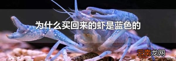 为什么买回来的虾是蓝色的