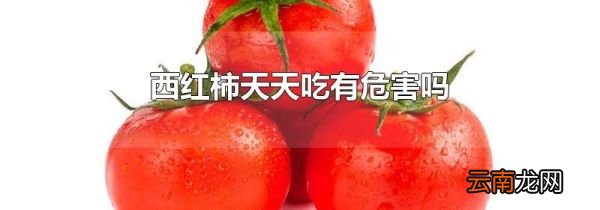 西红柿天天吃有危害吗