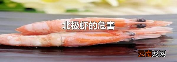 北极虾的危害