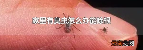 家里有臭虫怎么办能除根