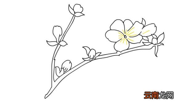 迎春花简笔画