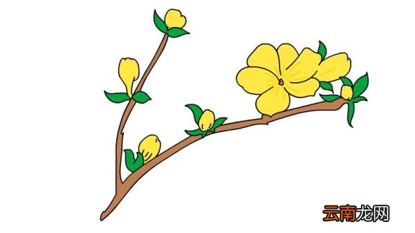 迎春花简笔画