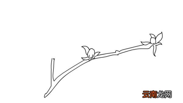 迎春花简笔画