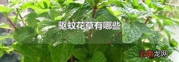 驱蚊花草有哪些