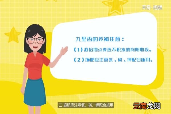 九里香的养殖方法 九里香如何养殖