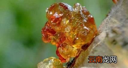 桃胶的好处 功效与作用有哪些?