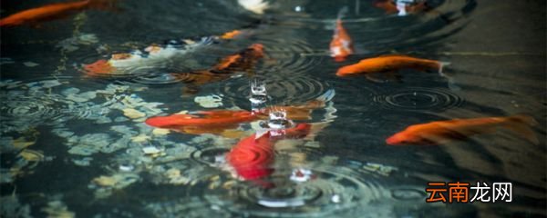 水出丹鱼,先夏至十日夜翻译 水出丹鱼,先夏至十日夜怎么翻译