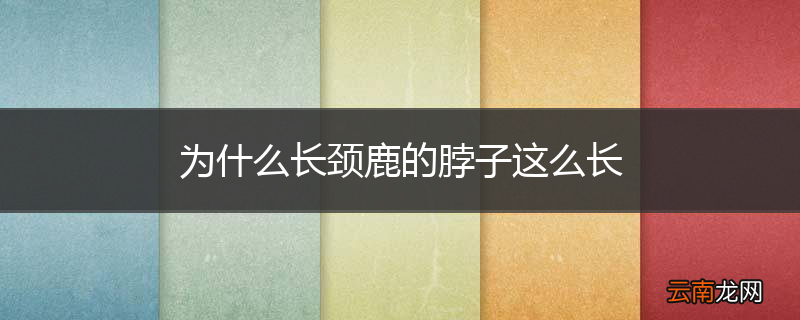 为什么长颈鹿的脖子这么长