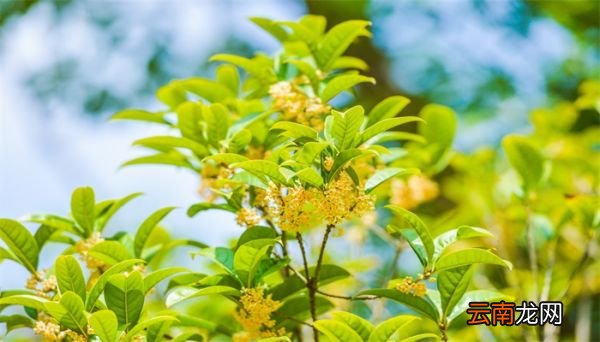 桂花的功效与作用 桂花有什么功效