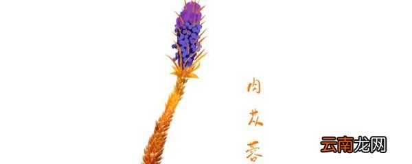为什么称肉苁蓉为沙漠人参 肉苁蓉为什么称为沙漠人参