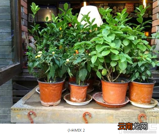 小米MIX 2拍照效果怎么样?小米MIX 2拍照图片