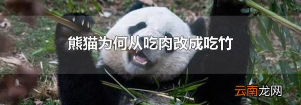 熊猫为何从吃肉改成吃竹