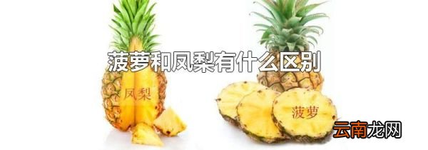 菠萝和凤梨有什么区别