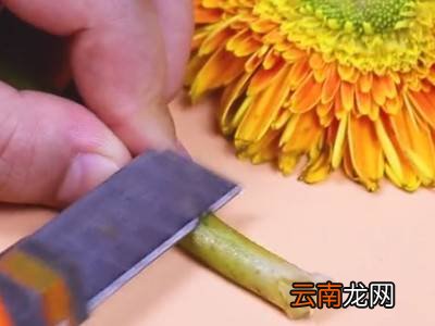 鲜花保鲜小妙招