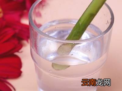 鲜花保鲜小妙招
