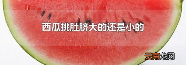 西瓜挑肚脐大的还是小的