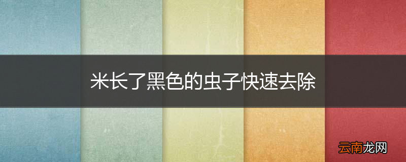 米长了黑色的虫子快速去除