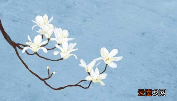 玉兰花开的诗句 玉兰花开的唯美诗句