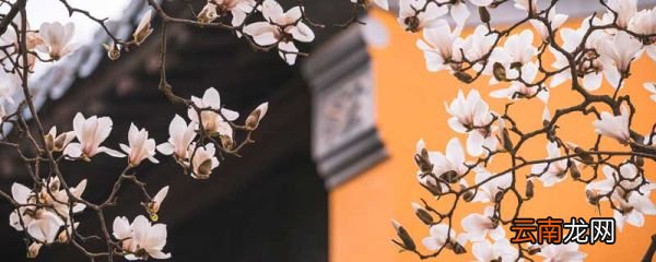 玉兰花开的诗句 玉兰花开的唯美诗句