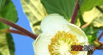 猕猴桃花雌雄怎么区别，猕猴桃怎么分公母