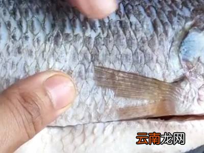 1分钟快速解冻鱼的方法