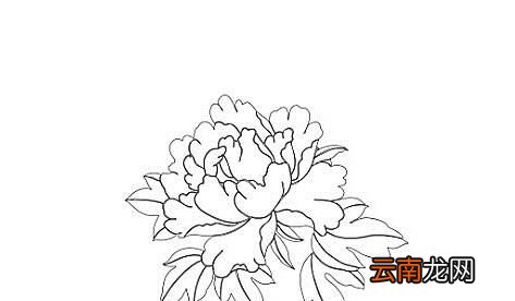 怎样画牡丹花最简单