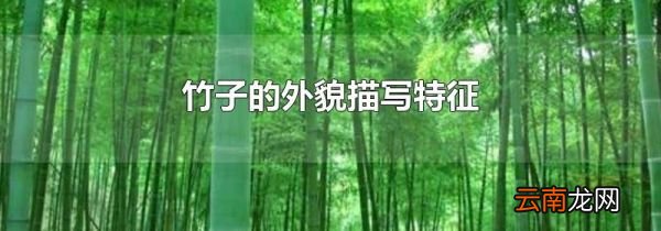 竹子的外貌描写特征