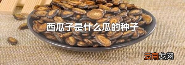 西瓜子是什么瓜的种子