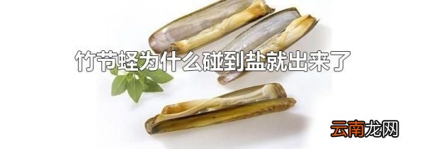 竹节蛏为什么碰到盐就出来了