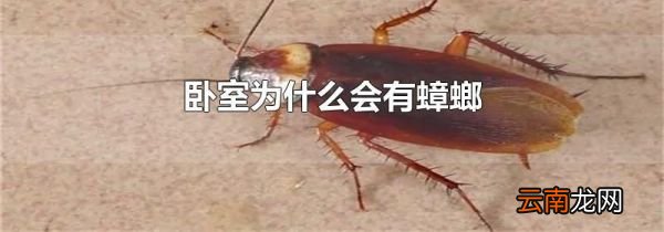 卧室为什么会有蟑螂