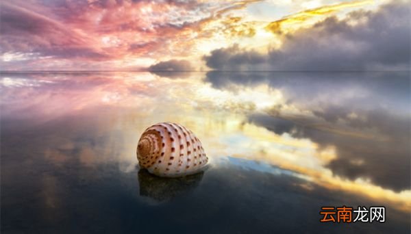 海螺里的珠子叫什么 什么海螺里有海螺珠