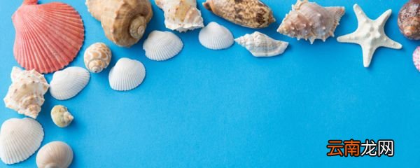 海螺里的珠子叫什么 什么海螺里有海螺珠