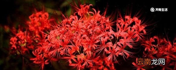 彼岸花的花语是什么 彼岸花的花语