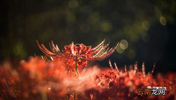 彼岸花的花语是什么 彼岸花的花语