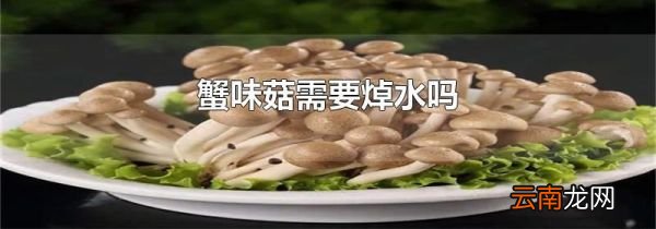 蟹味菇需要焯水吗