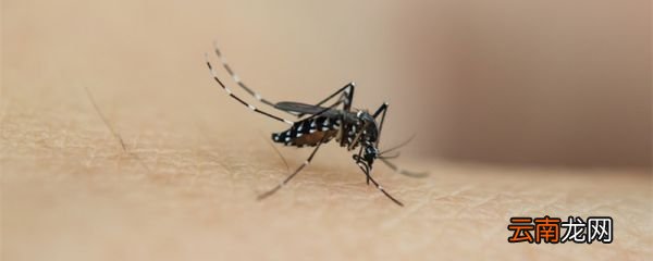 哪些是病媒生物 病媒生物的危害