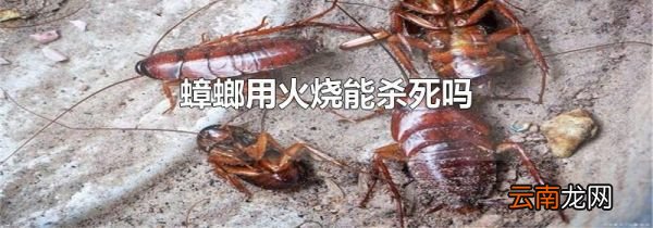 蟑螂用火烧能杀死吗