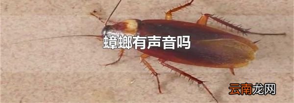 蟑螂有声音吗