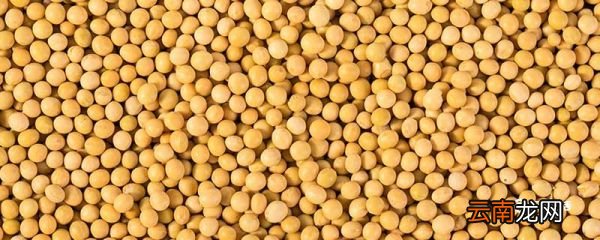 豆子的种类 豆子的种类有哪些
