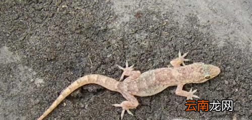 家里有壁虎怎么处理